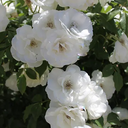 Nikolas House Casa vacanze Gimari